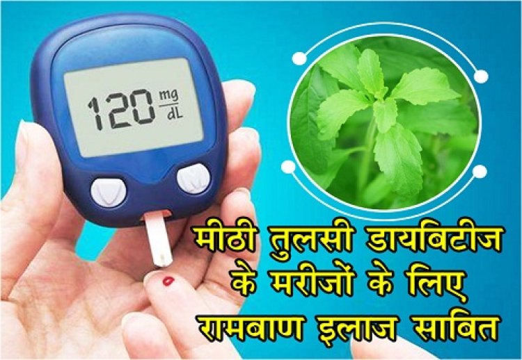 Health News : मीठी तुलसी (स्टेविया) डायबिटीज के मरीजों के लिए रामबाण इलाज साबित