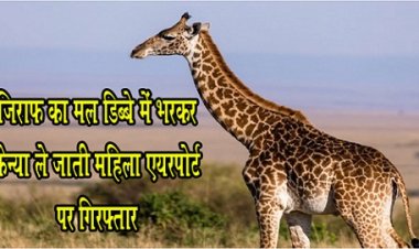 America News : जिराफ का मल डिब्बे में भरकर केन्या ले जाती महिला एयरपोर्ट पर गिरफ्तार
