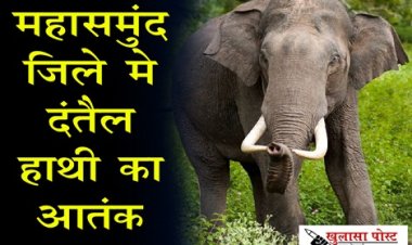 CG NEWS : महासमुंद जिले मे दंतैल हाथी का आतंक