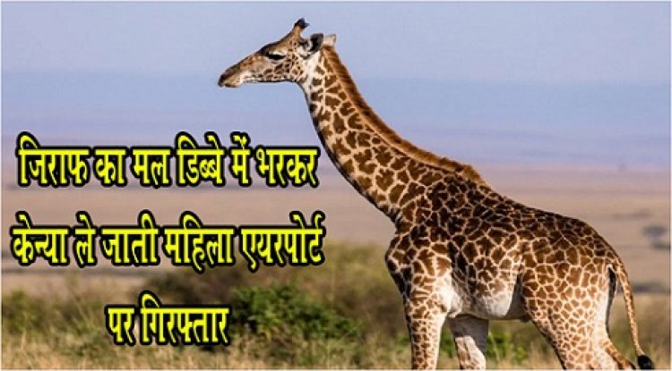 America News : जिराफ का मल डिब्बे में भरकर केन्या ले जाती महिला एयरपोर्ट पर गिरफ्तार