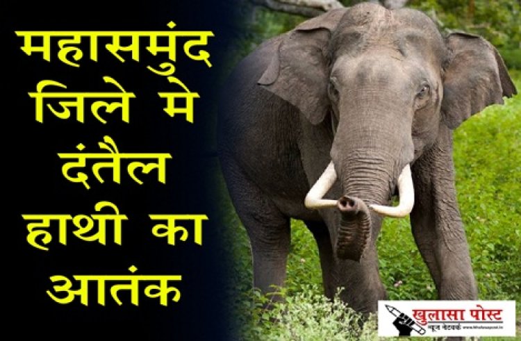 CG NEWS : महासमुंद जिले मे दंतैल हाथी का आतंक