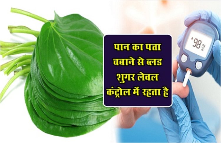 Health News : पान का पत्ता चबाने से ब्लड शुगर लेवल कंट्रोल में रहता है