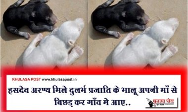 CG News : हसदेव अरण्य मिले दुलर्भ प्रजाति के भालू अपनी माँ से बिछड़ कर गाँव मे आए..