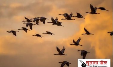 बिग बर्ड डे: बदलते तापमान का असर इंसान ही नहीं पक्षियों पर भी पड़ रहा