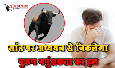 सांड पर अध्ययन से निकलेगा पुरुष नपुंसकता का हल