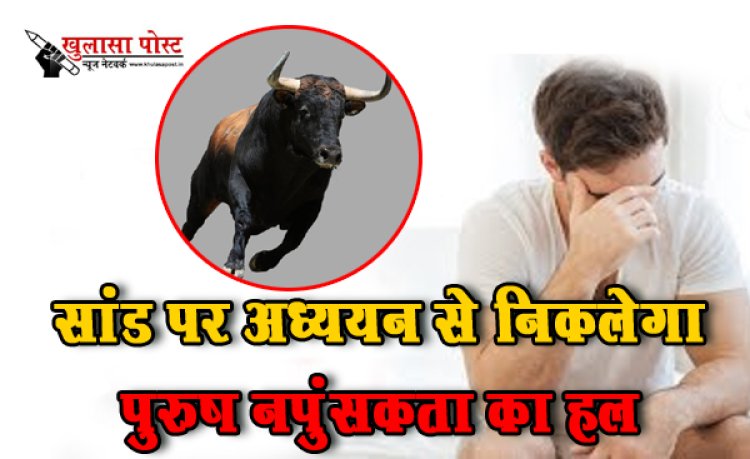 सांड पर अध्ययन से निकलेगा पुरुष नपुंसकता का हल
