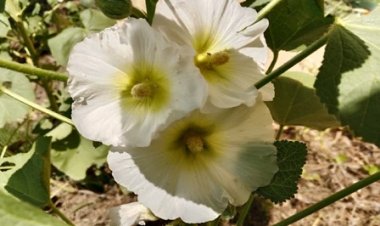 कमाल के फूल... गले में खराश को चुटकियों में करें छूमंतर!