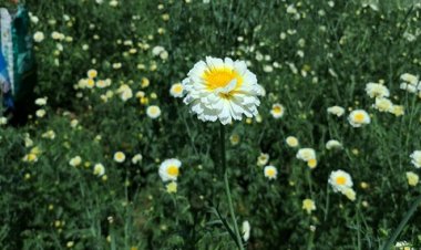 चेरी की खुशबू से महक रहे बोधगया के गांव, 200 रुपए किलो हो रही बिक्री