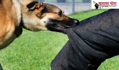 कुत्‍ता काट ले तो भूलकर भी न करें ये 4 काम, चली जाएगी जान, जान लें गाइडलाइंस