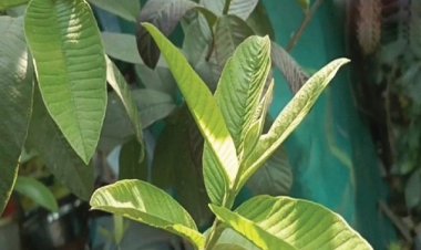 सेब-अनार लगते हैं महंगे तो खाएं ये देसी फल, थम जाएगी बढ़ती उम्र!