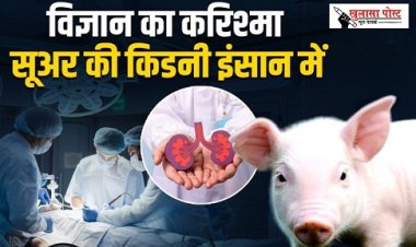 मेडिकल क्षेत्र में हुआ करिश्मा, पहली बार सूअर की किडनी को इंसान में किया फिट