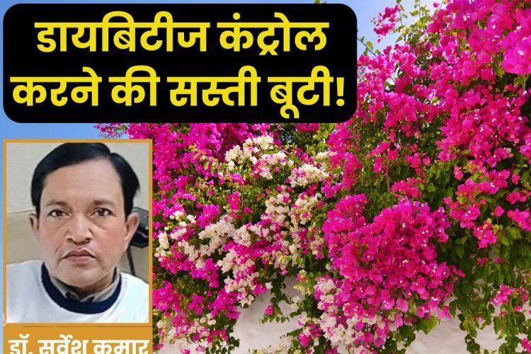 गंभीर बीमारियों का सस्ता इलाज है ये पौधा, डायबिटीज के लिए रामबाण इलाज