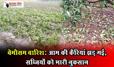 CG News : बेमौसम बारिश: आम की कैरियां  झड़ गईं, सब्जियों को भारी नुकसान