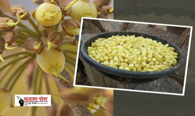 Health News : औषधीय गुणों का खजाना, तो कई बीमारियों में रामबाण; महुआ के चौंकाने वाले फायदे