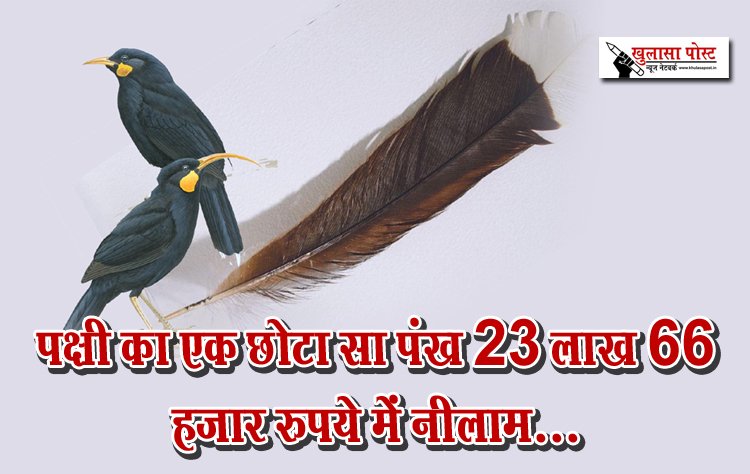पक्षी का एक छोटा सा पंख 23 लाख 66 हजार रुपये में नीलाम...