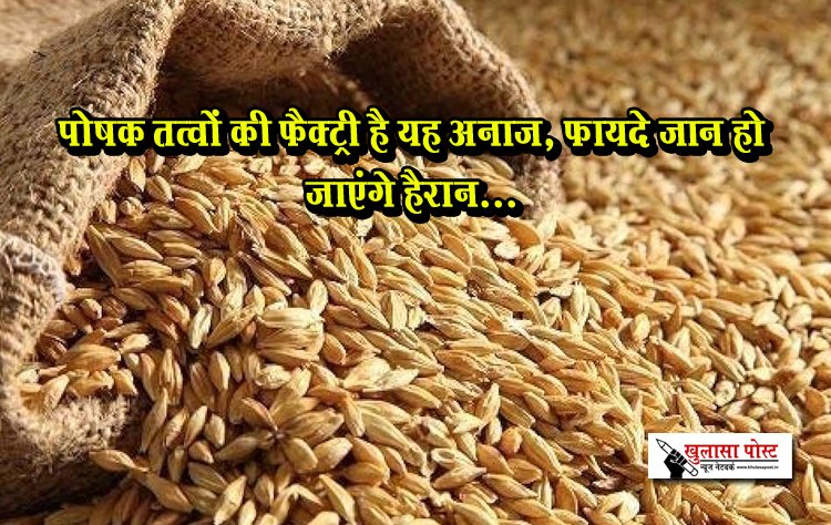 पोषक तत्वों की फैक्ट्री है यह अनाज, फायदे जान हो जाएंगे हैरान...