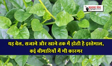 यह बेल, सजाने और खाने तक में होती है इस्तेमाल, कई बीमारियों में भी कारगर