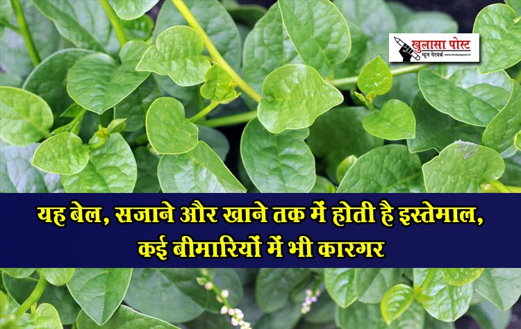 यह बेल, सजाने और खाने तक में होती है इस्तेमाल, कई बीमारियों में भी कारगर