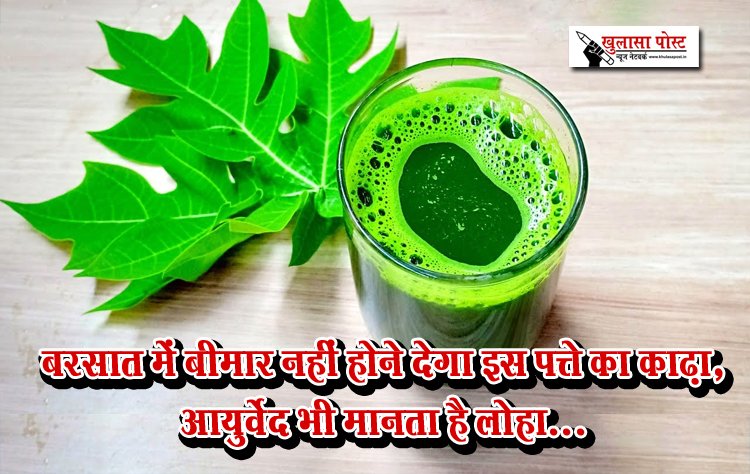 बरसात में बीमार नहीं होने देगा इस पत्ते का काढ़ा, आयुर्वेद भी मानता है लोहा...