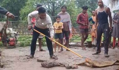 मुर्गियां खाने के चक्कर में घर में घुसा अजगर, वन विभाग ने रेस्क्यू कर सुरक्षित जंगल में छोड़ा