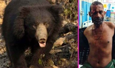 जंगल की तरफ गए युवक पर भालुओं ने किया हमला, लहूलुहान कर छोड़ा, शोर मचाने पहुंचे ग्रामीण, जिला अस्पताल में इलाज जारी