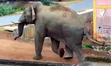 जतमई मुख्य मार्ग तौरेंगा गांव के पास अचानक जंगल से निकला दंतैल हाथी, पलटकर ग्रामीणों को दौड़ाया, दहशत में भागे लोग