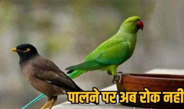 बैकफुट पर वन विभाग, छग में तोता पालने पर लगाया प्रतिबंध लिया वापस, तोते पालने पर नहीं होगी जेल, केंद्रीय मंत्रालय से मांगा जाएगा मार्गदर्शन