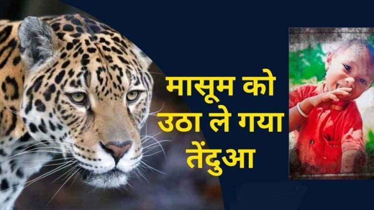 तेंदुए की एंट्री से दहशत, मासूम को उठा ले गया तेंदुआ, 3 साल के बच्चे का मिला कटा सिर, हरेली के दिन से था लापता