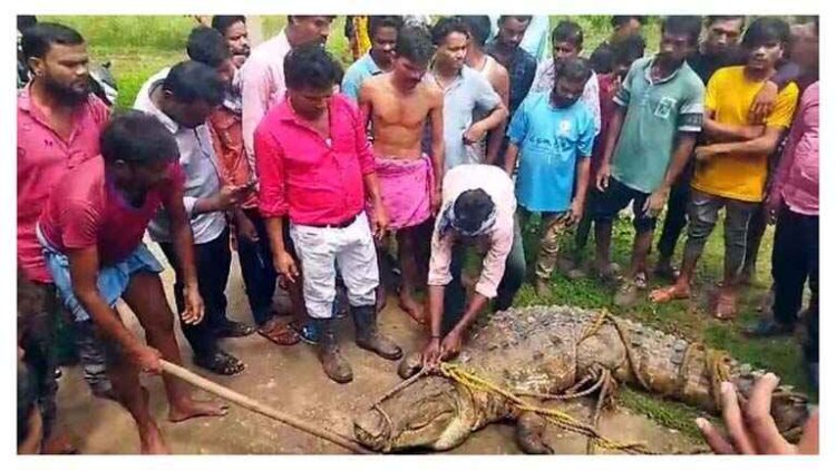 खेत में मिला विशालकाय मगरमच्छ, किसानों में दहशत, ग्रामीणों ने पकड़कर ऑटो में भरकर वापस डेम में छोड़ा, सोशल मीडिया पर वीडियो वायरल