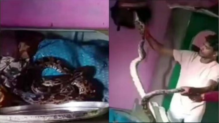 ग्राम तौरेंगा में निकला अजगर सांप, ग्रामीणों की लगी भीड़, पलंग खोलते ही उड़े होश, अंदर कुंडली मारे बैठा था विशालकाय अजगर