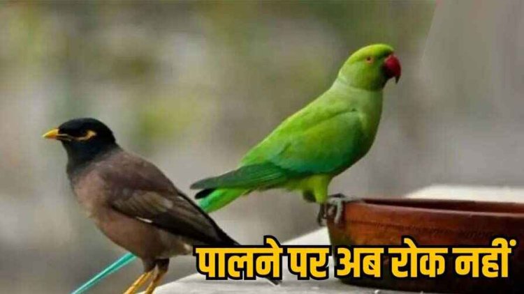 बैकफुट पर वन विभाग, छग में तोता पालने पर लगाया प्रतिबंध लिया वापस, तोते पालने पर नहीं होगी जेल, केंद्रीय मंत्रालय से मांगा जाएगा मार्गदर्शन