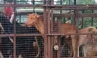 दर्जन भर बच्चों को खूंखार कुत्ते ने बनाया शिकार, बच्चे अस्पताल में भर्ती, 5 की हालत नाजुक, नींद से जागा निगम, 35 आवारा कुत्तों का किया रेस्क्यू