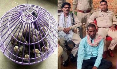 जंगल से निकाले अंडे को देशी मुर्गियों से कराया हैचिंग, ग्रामीण के घर से 5 मयूर  बरामद, चूजों के साथ आरोपी गुलाब सिंह मरावी गिरफ्तार