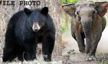 आदमखोर भालू के हमले से युवक की मौत, गांव में पसरा मातम, फिंगेश्वर की तरफ बढ़ रहा दंतैल हाथी, गांव में हाई अलर्ट जारी, वन विभाग रख रहा निगरानी