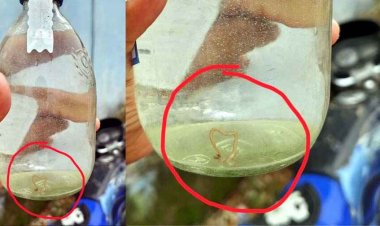 मदिरापान करने वाले हो जाएं सावधान, देशी शराब की बोतल में केंचुआ देख ग्राहक हैरान, शराबी -इसको पीकर अगर मर जाता तो..