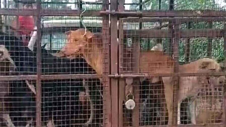 दर्जन भर बच्चों को खूंखार कुत्ते ने बनाया शिकार, बच्चे अस्पताल में भर्ती, 5 की हालत नाजुक, नींद से जागा निगम, 35 आवारा कुत्तों का किया रेस्क्यू