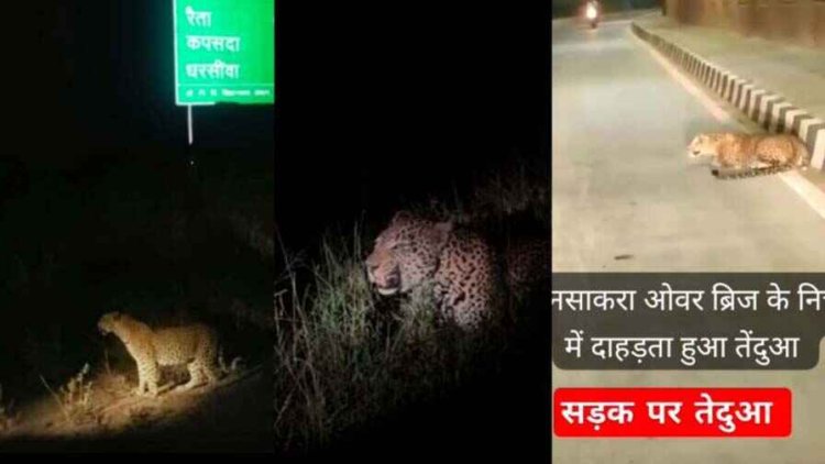 धरसींवा में दिखा तेंदुआ!, ग्रामीणों में दहशत का माहौल, सोशल मीडिया पर वीडियो जमकर वायरल, जानिए क्या है सच्चाई