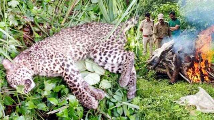 अज्ञात वाहन की ठोकर से तेंदुए के शावक की मौत, गांव के खेत में मृत अवस्था में मिला तेंदुआ का डेढ़ साल का बच्चा, जांच में जुटी पुलिस