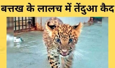 बत्तख का शिकार करने घर में घुसा तेंदुए का बच्चा, परिजनों ने कमरे में किया कैद, इलाके में फैली दहशत, बाल-बाल बचा परिवार, वन विभाग ने किया रेस्क्यू