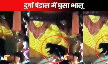 दुर्गा पंडाल में देर रात अचानक घुसा भालू, मौजूद थे 10 लोग, माता के सेवकों में मचा हड़कंप, लोगों ने मचाया शोर, ग्रामीणों में दहशत का माहौल