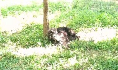 नर भालू के शावक का मिला शव, रीछ के जिस्म में मिले चोंट के निशान, वन विभाग में मचा हड़कंप, पोस्टमार्टम रिपोर्ट के बाद आएगी सच्चाई सामने