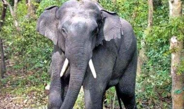 रिहायशी इलाके में आधी रात हुई गुस्सैल जंगली हाथी की एंट्री, देखने जुटी भारी भीड़, वन विभाग ने गांव में मुनादी कर किया एलर्ट जारी