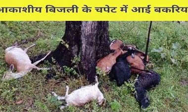 बिगड़े मौसम ने बरपाया कहर, आकाशीय बिजली गिरने से 11 बकरियों की हुई मौत, गरीब किसानों पर आया आर्थिक संकट