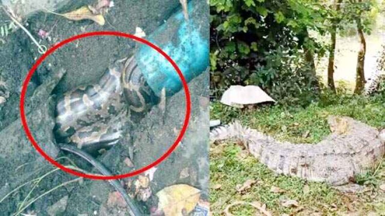 किचन की पाइपलाइन से निकला 7 फीट लंबा विशाल अजगर, चूहों का शिकार कर घुसा था अंदर, खेत में दिखा मगरमच्छ, किसान के उड़े होश, मचा हड़कंप