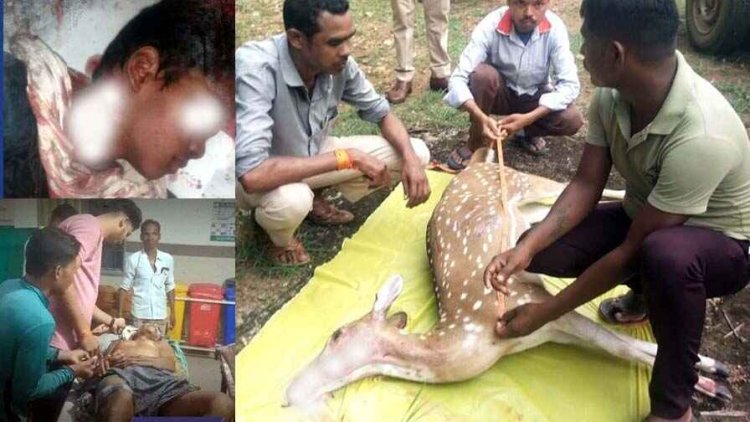 तेंदुए ने किया 11 साल के मासूम पर हमला, दातुन तोड़ने के दौरान बुजुर्ग पर दो भालूओं ने किया वार, अज्ञात वाहन की चपेट में आने से हिरण की मौत