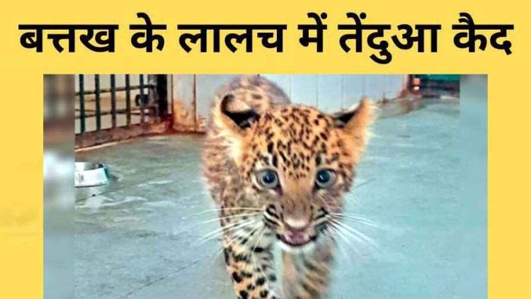 बत्तख का शिकार करने घर में घुसा तेंदुए का बच्चा, परिजनों ने कमरे में किया कैद, इलाके में फैली दहशत, बाल-बाल बचा परिवार, वन विभाग ने किया रेस्क्यू