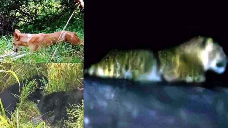 हिरण को मार केरोसिन डाल लगाई आग, करंट की चपेट में आने से तीन भालुओं की मौत, रिहायशी इलाके में फिर दिखा तेंदुआ, दहशत में लोग, अलर्ट जारी