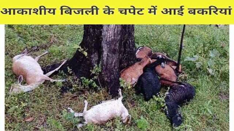 बिगड़े मौसम ने बरपाया कहर, आकाशीय बिजली गिरने से 11 बकरियों की हुई मौत, गरीब किसानों पर आया आर्थिक संकट