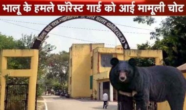 इंसाफ की गुहार लगाने न्यायालय पहुंचा भालू!, दो दिनों तक परिसर डाला डेरा, हमला कर एक सुरक्षाकर्मी को किया घायल, दहशत में गांव के लोग