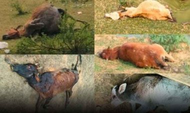 सरपंच की लापरवाही से हो गई लगभग 100 गायों की मौत, ग्रामीणों में आक्रोश, किसानों ने लगाई इंसाफ की गुहार, एसडीएम- होगी जांच